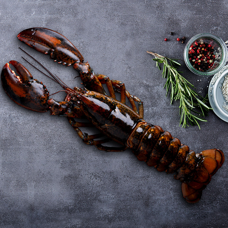 BOGAVANTE CRUDO 350/400