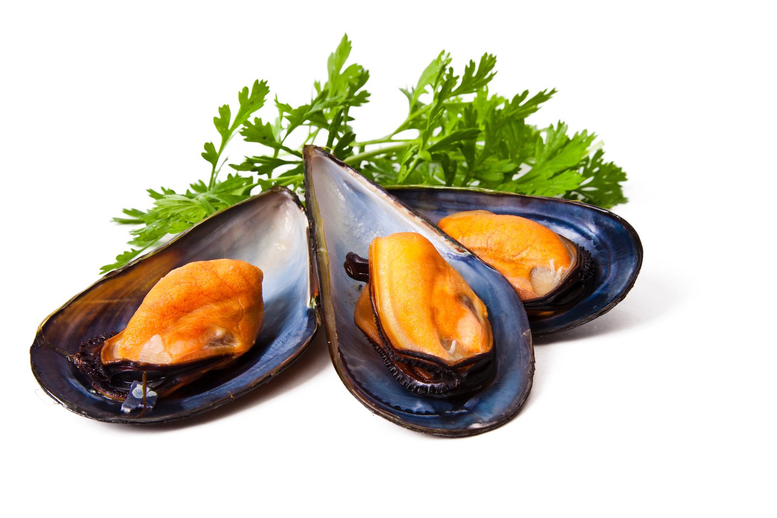 MEJILLON 1/2 CONCHA 10X1KG DELFIN