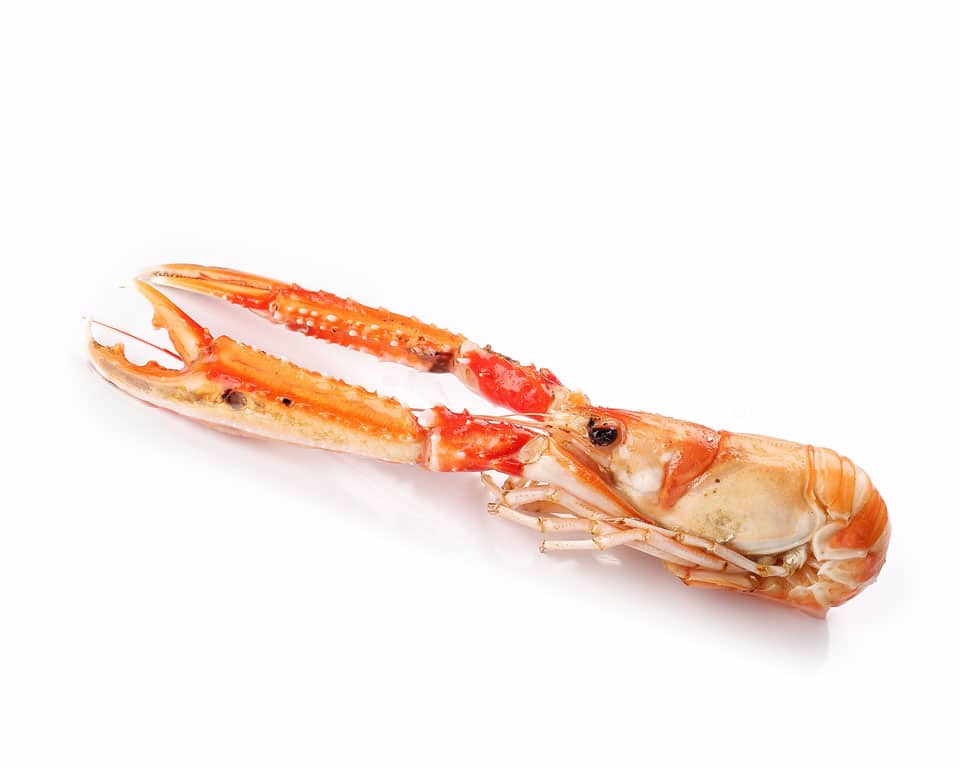 CIGALA COCIDA  20/30 500GRS APOLO